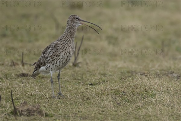 Eurasian curlew (Numenius arquata) adult bird calling on grassland, England, United Kingdom, Europe