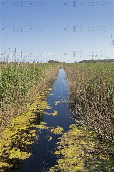 Moat, reed grass, circular hiking trail, Darßer Ort, Born a. Darß, Mecklenburg-Western Pomerania,