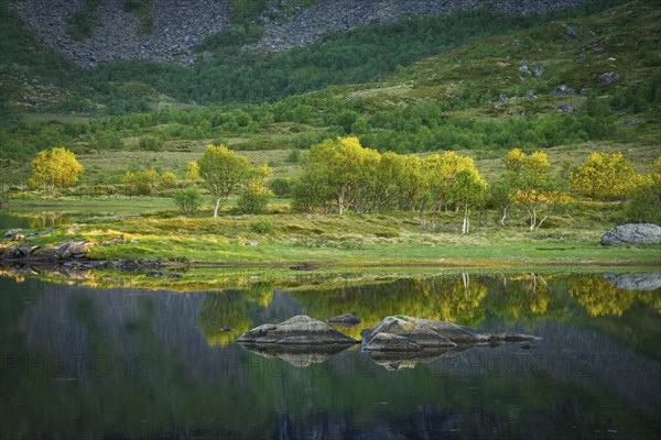 Landscape on the Lofoten Islands with a lake and birch trees. The landscape is reflected in the