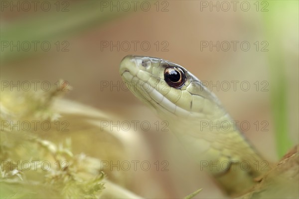 Eastern garter snake or Eastern striped garter snake (Thamnophis saurita), captive, occurrence in