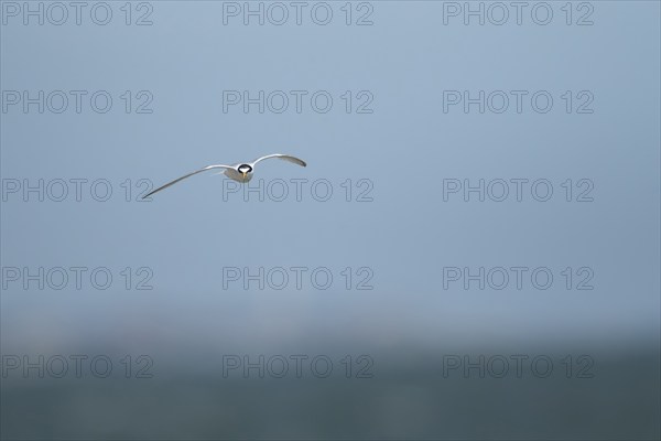 Little tern (Sternula albifrons) adult bird in flight, Suffolk, England, United Kingdom, Europe