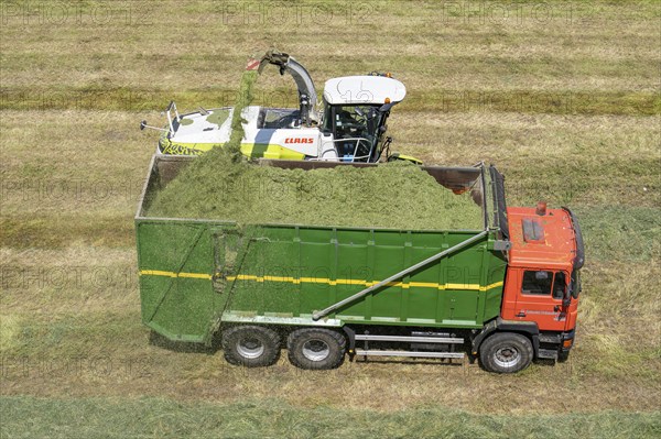 Hay harvest, on a Rhine meadow near Duisburg-Beeckerwerth, a forage harvester picks up the cut