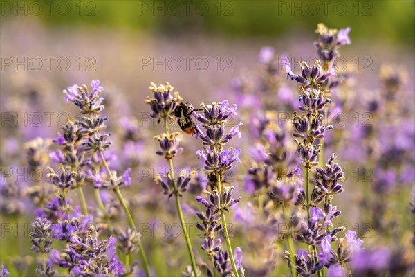 Bumblebee, on lavender fields in East Westphalia Lippe, OWL, near the village of Fromhausen, near