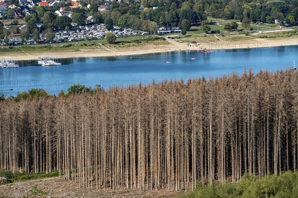 Forest dieback in the Arnsberg Forest, northern Sauerland, dead spruce trees, partly cleared