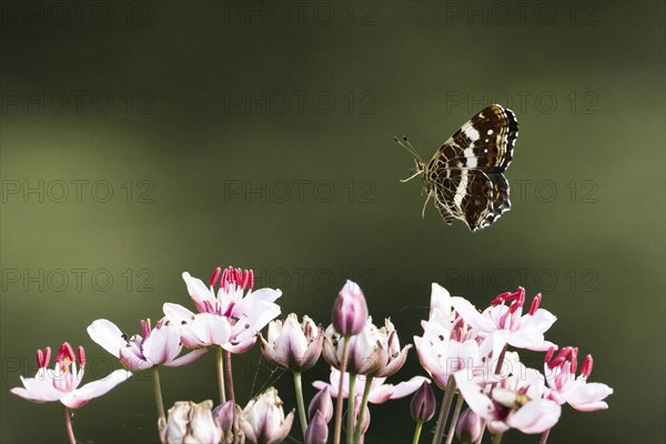 A map butterfly (Araschnia levana), summer generation, hovering over delicate pink and white