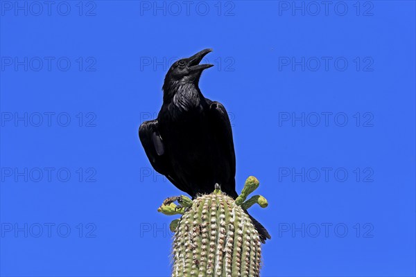 Chihuahuan raven (Corvus cryptoleucus), adult, calling, on saguaro cactus, Sonoran Desert, Arizona,
