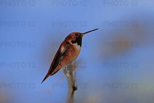 Rufous hummingbird (Selasphorus rufus), adult, male, perch, Sonoran Desert, Arizona, North America,