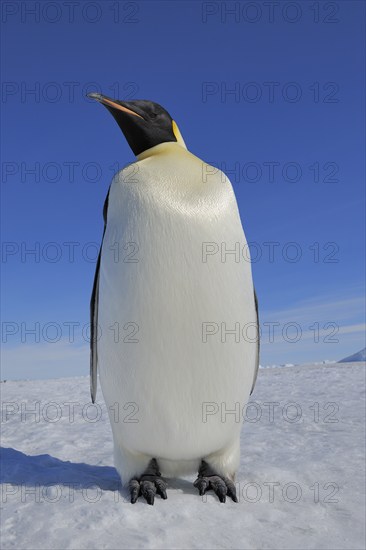 Emperor penguins (Aptenodytes forsteri), Adult, Snow Hill Island, Antartic Peninsula, Antarctica