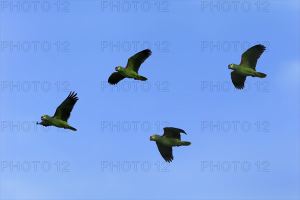 Blue-fronted amazon (Amazona aestiva), group flying, montage, digital composition, Pantanal, Mato