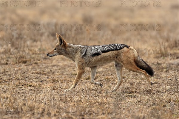 Black-backed jackal (Lupulella mesomelas), adult, alert, stalking, foraging, Kruger National Park,