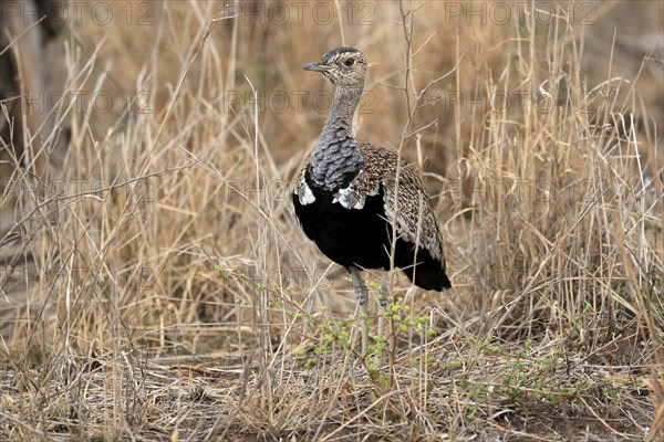 Red-crested Bustard (Lophotis ruficrista), adult, foraging, alert, Kruger National Park, Kruger
