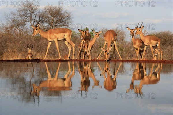 Black Heeler Antelope (Aepyceros melampus), adult, group, female, male, at the water, drinking,