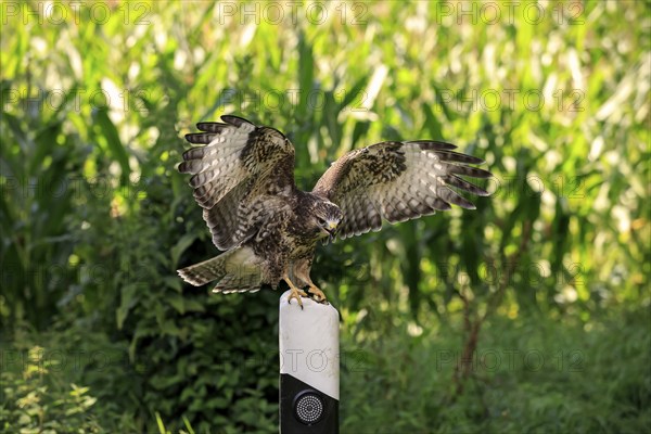 Common buzzard (Buteo buteo), adult on guard post, road post, Pelm, Eifel, Germany, Europe