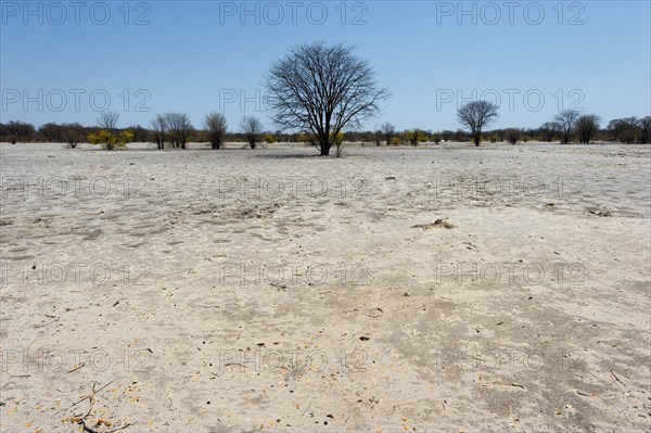 Bizarre landscape in a salt pan, drought, heat, global warming, tree, dead, drought, desert,