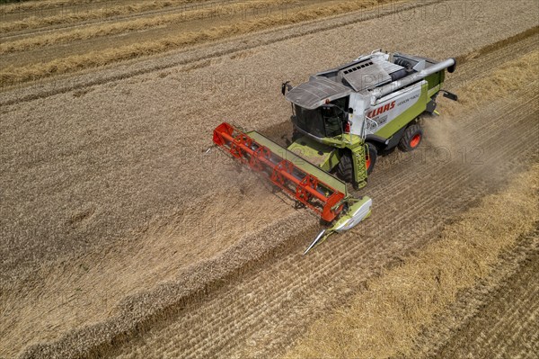 Agriculture, grain harvest, wheat, combine harvester harvesting in a wheat field, near