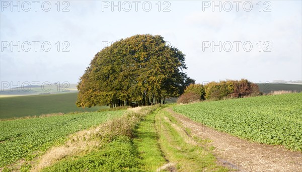 Chalk landscape from the prehistoric Ridgeway long distance route way, Overton Hill, Marlborough