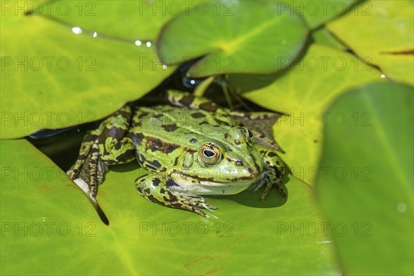 Green frog (Pelophylax esculentus), Bavaria, Germany, Europe