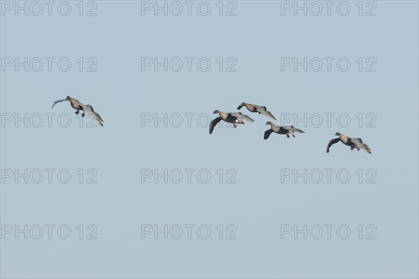 Pink-footed goose (Anser brachyrhynchus) five adult birds flying in a flock or skein, Norfolk,