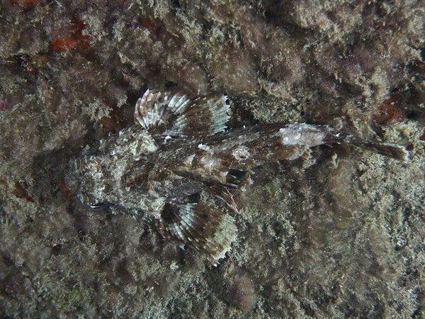 A Black scorpionfish (Scorpaena porcus) camouflages itself on a seaweed-covered substrate. Dive