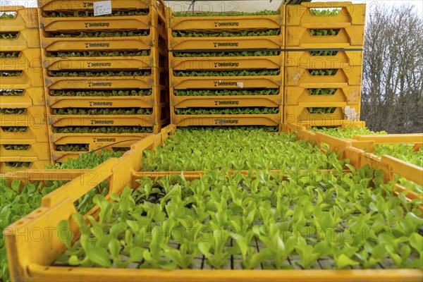 Lettuce plants, in press pots, they are planted in a field with a planting machine, agriculture,