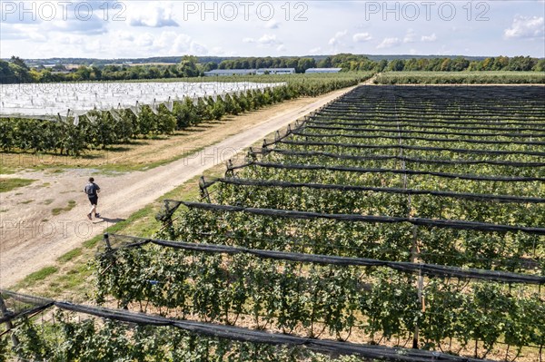 Fruit growing, berry crops, protective nets against birds, hail, heavy rain, rolled up, Germany,