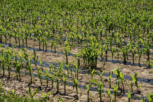 A maize field, with young plants, is fertilised with liquid manure, near Geldern, North