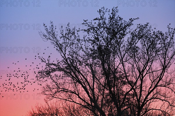 Starlings gather in treetops at sunset, Canton Lucerne, Switzerland, Europe
