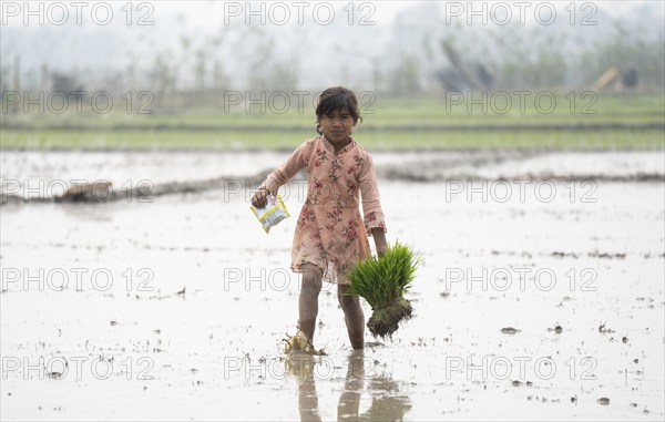 Morigaon, India. 20 February 2024. A girl carries rice sapling in a paddy field on February 20,