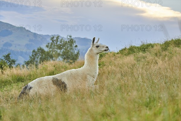 Llama (Lama glama) lying on a meadow in the mountains in tirol, Kitzbühel, Wildpark Aurach,