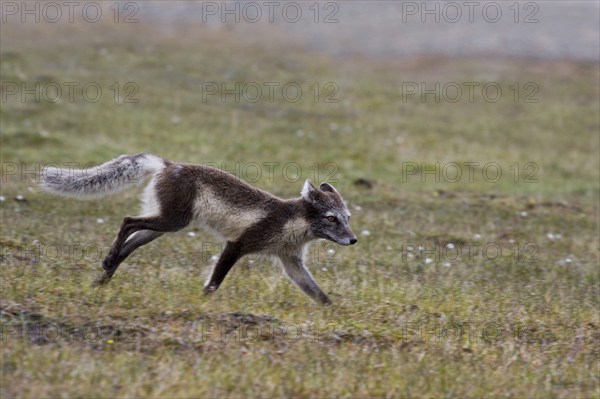 Arctic fox, (Alopex lagopus), summer fur, biotope, foraging. Svalbard Spitsbergen, Norway, Europe