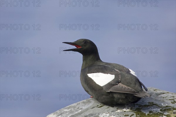 Resting black guillemot, (Cepphus grylle), resting on rocks, Europe, Norway, Varanger, alcids,