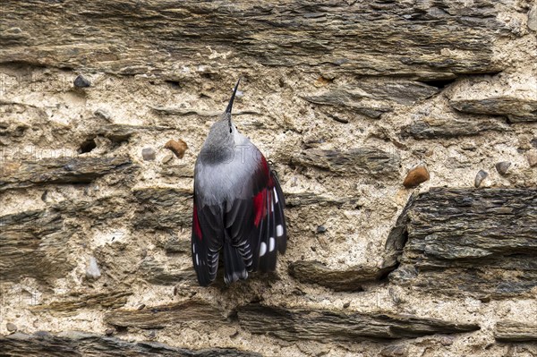 Wallcreeper (Tichodroma muraria) foraging on a wall, wildlife, Germany, Europe