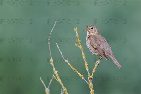 Song thrush (Turdus philomelos), Lower Saxony, Germany, Europe