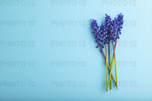 Muscari or murine hyacinth flowers on blue pastel background. top view, flat lay, copy space, still