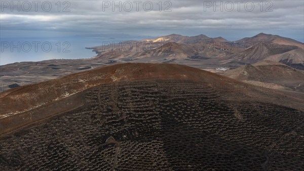 Grapevines growing in black volcanic soil in protected enclosed pits, La Geria, Lanzarote, Canary