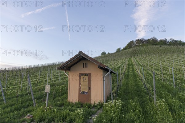 Vineyard with shelter, organic, Rems Valley, Baden-Württemberg, Germany, Europe