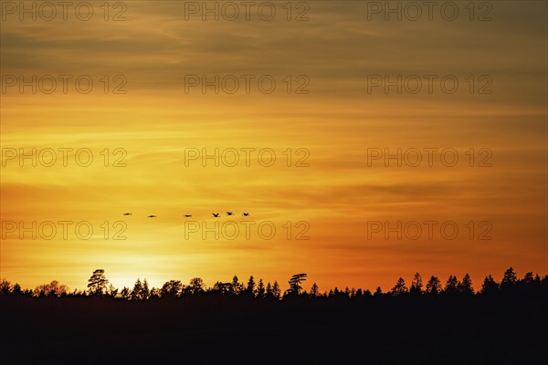 Flock of cranes in silhouette flying over forest at sunset