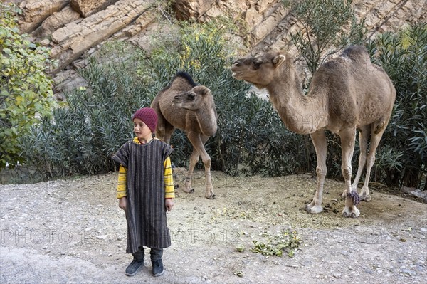 Boy with two dromedary (Camelus dromedarius), Gorges du Dades, Dades Gorge, Tamellalt, Morocco,