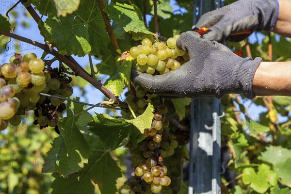 Hand-picking of Pinot Blanc grapes in the Palatinate (Norbert Groß winery, Meckenheim)
