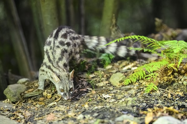 Common genet (Genetta genetta), wildlife in a forest, Montseny National Park, Catalonia, Spain,