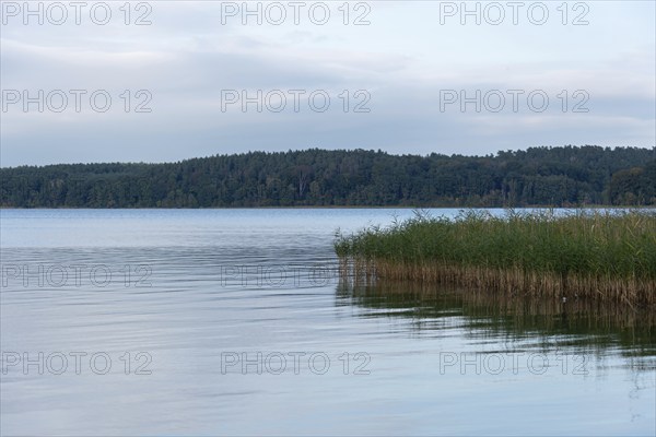 View of a reed belt on Lake Plau, Ganzlin, Mecklenburg-Western Pomerania, Germany, Europe