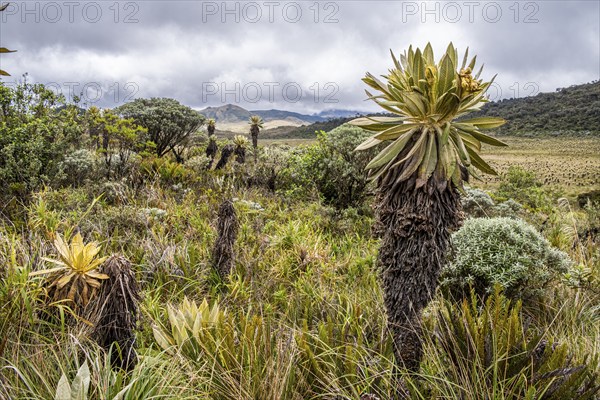 Espeletia Pycnophylla, Paramo de Gabriel Lopez, Totoro, Cauca, Colombia, South America