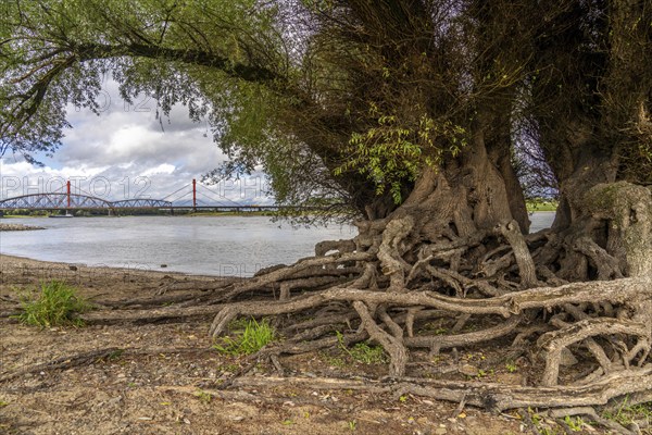 Rhine bank near Duisburg-Baerl, old silver willow, exposed roots, cargo ship, Haus-Knipp railway