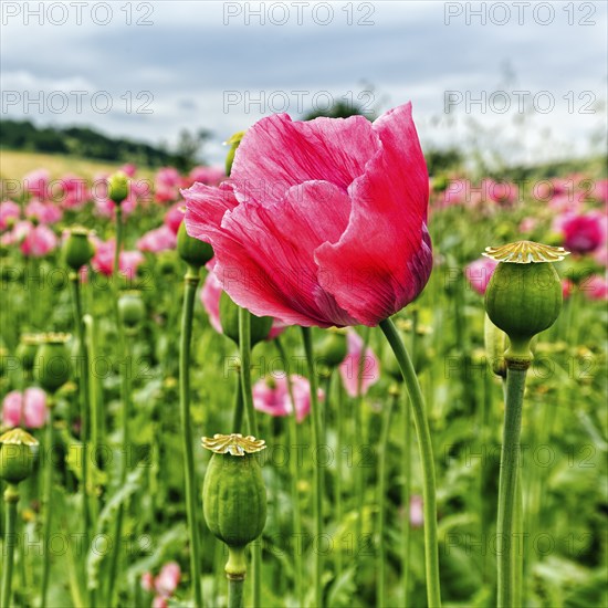 Opium poppy (Papaver somniferum), cultivation of edible poppy, poppy field, pink flowers and seed