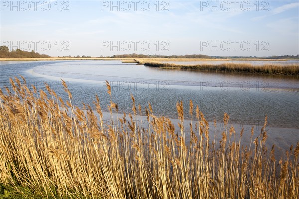 Reeds growing on the tidal estuary of the River Alde at Snape, Suffolk, England, United Kingdom,