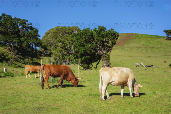 Cows in fantastic magical idyllic Fanal Laurisilva forest with centuries-old til trees. Madeira
