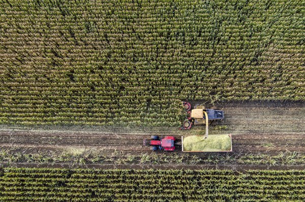 Maize harvest, combine harvester, chopper works its way through a maize field, the silage is pumped