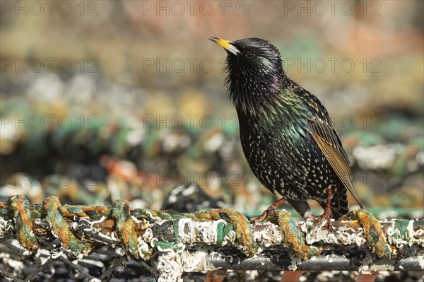 Common starling (Sturnus vulgaris) adult bird singing on a lobster fishing pot in a urban harbour,