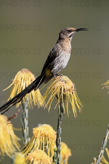Cape Honeybird (Promerops cafer), adult, male, singing, on flower, Protea, Kirstenbosch Botanical