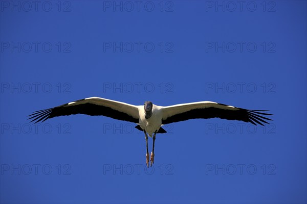 Wood stork (Mycteria americana), adult, flying, Florida, USA, North America